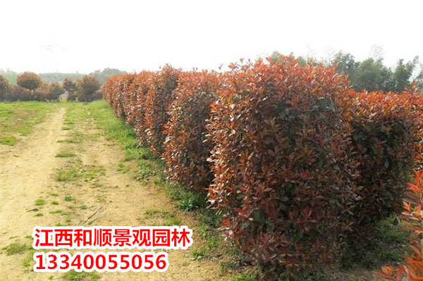紅葉石楠柱.jpg
